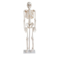 Human Skeleton Model (85cm)